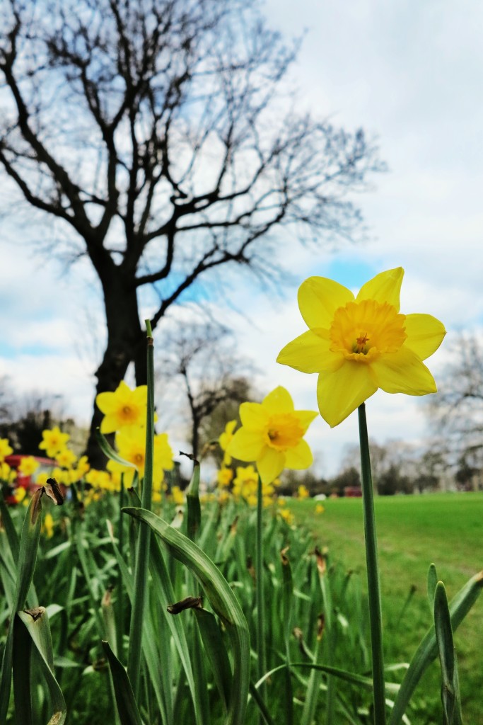 hello spring daffodils